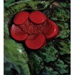 Euronetsuke Magazine