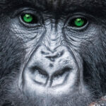 Green gorilla eyes